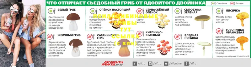 Псилоцибиновые грибы Psilocybe  Азнакаево 